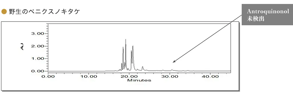 野生のベニクスノキタケ