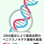 DNA鑑定により最高品質のベニクスノキダケ菌種を厳選